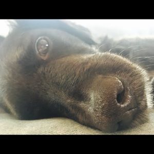 Meet your Posher, Sophie